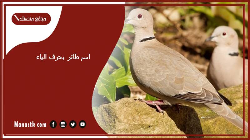 اسم طائر بحرف الياء ي 2025 لعبة اسم حيوان من طيور بحرف ي