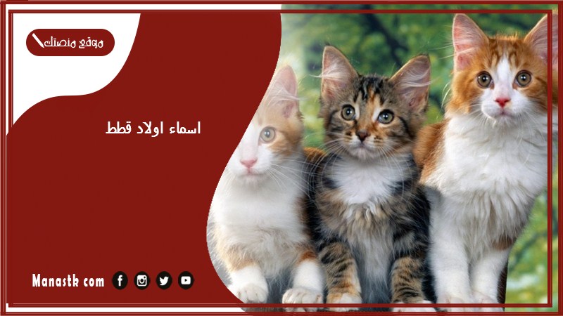 اسماء اولاد قطط 2025 اسماء اولاد للقطط