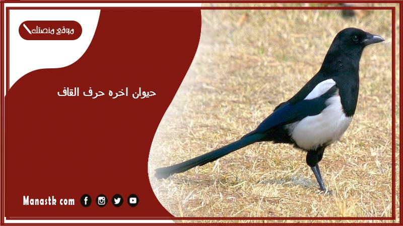 حيوان اخره حرف القاف حيوانات تنتهي بحرف ق