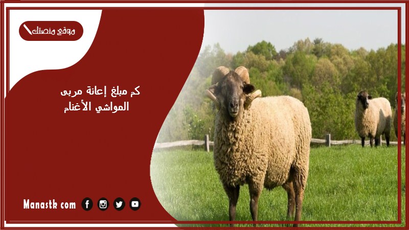 كم مبلغ إعانة مربى المواشي الأغنام