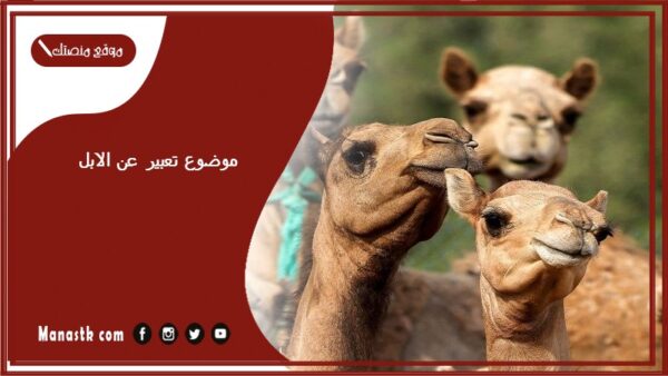 موضوع تعبير عن الابل بالعناصر مع المقدمة والخاتمة جاهز للطباعة