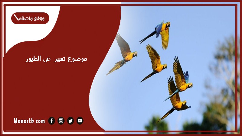 موضوع تعبير عن الطيور بالعناصر مع المقدمة والخاتمة جاهز للطباعة