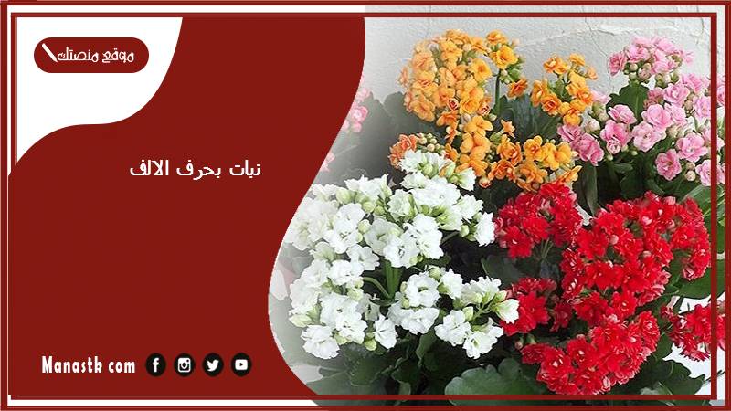 نبات بحرف الالف 2025 اسم فاكهة بحرف الالف خضار بحرف أ