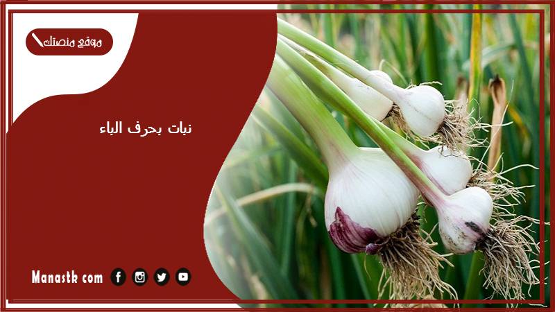 نبات بحرف الباء 2025 اسم فاكهة بحرف الباء خضار بحرف ب