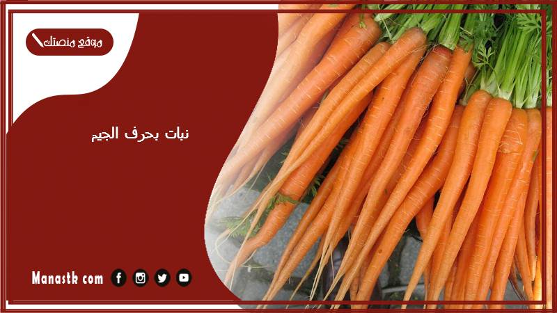 نبات بحرف الجيم 2025 اسم فاكهة بحرف الجيم خضار بحرف ج