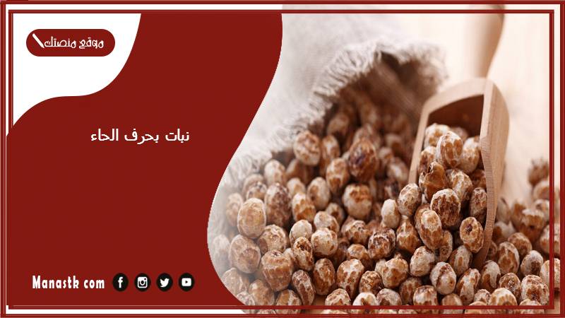 نبات بحرف الحاء 2025 اسم فاكهة بحرف الحاء خضار بحرف ح