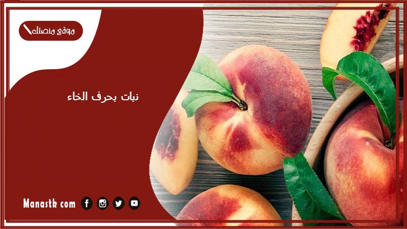 نبات بحرف الخاء 2025 اسم فاكهة بحرف الخاء خضار بحرف خ