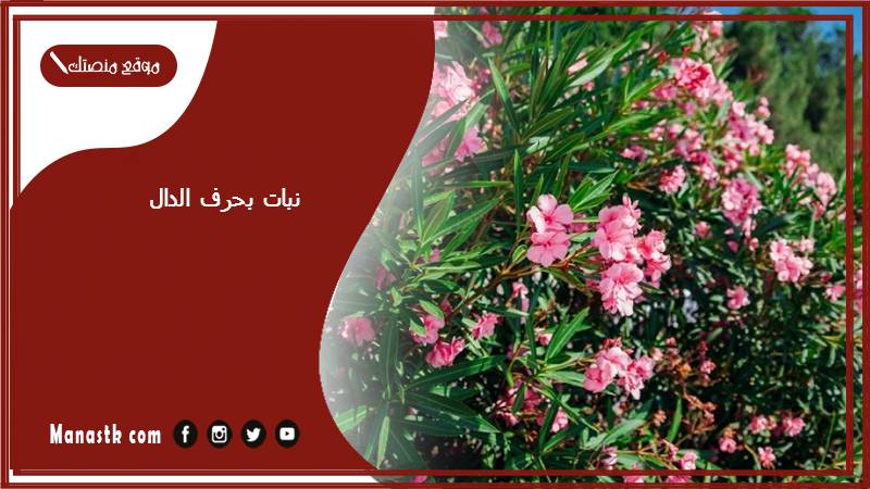 نبات بحرف الدال