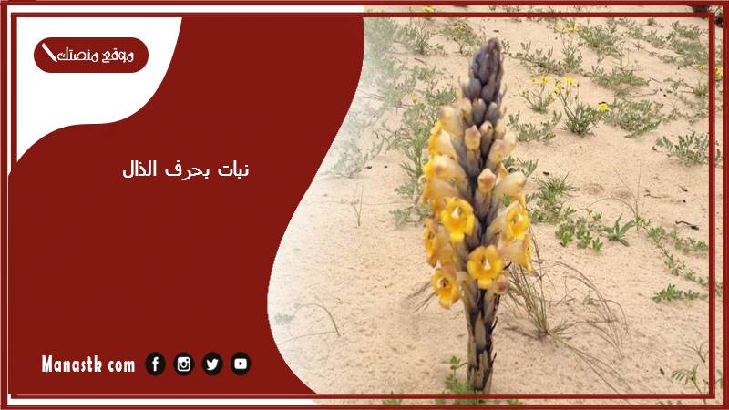نبات بحرف الذال 2025 اسم فاكهة بحرف الذال خضار بحرف ذ
