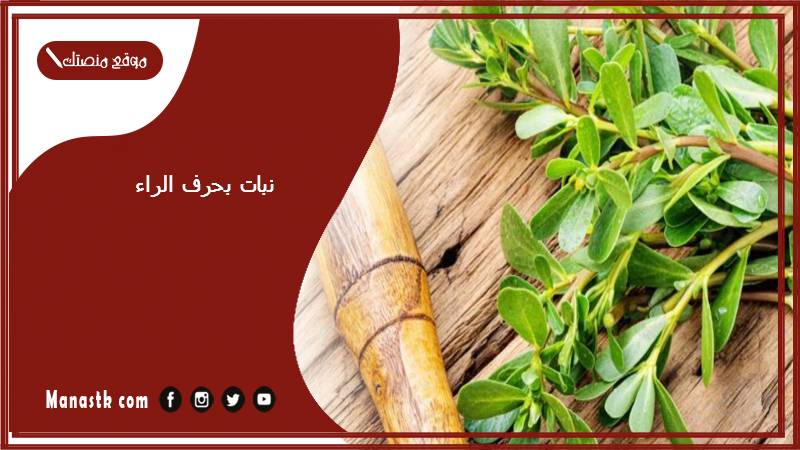 نبات بحرف الراء 2025 اسم فاكهة بحرف الراء خضار بحرف ر