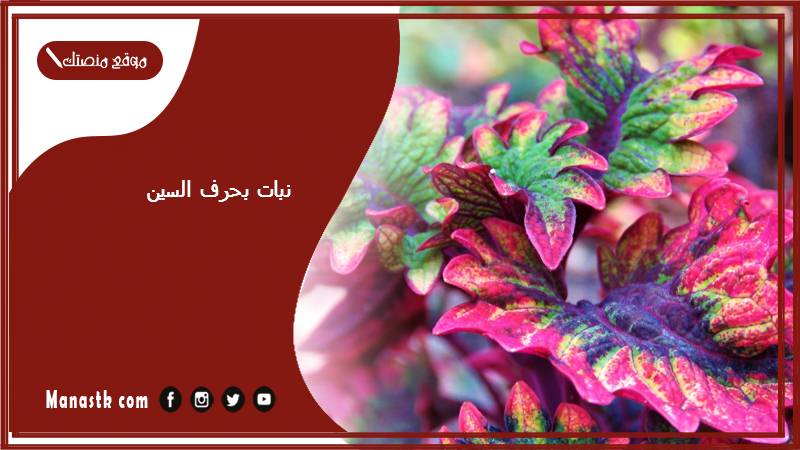 نبات بحرف السين 2025 اسم فاكهة بحرف السين خضار بحرف س