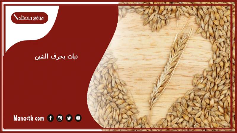 نبات بحرف الشين 2025 اسم فاكهة بحرف الشين خضار بحرف ش
