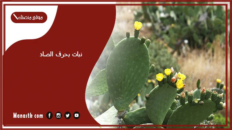 نبات بحرف الصاد 2025 اسم فاكهة بحرف الصاد خضار بحرف ص