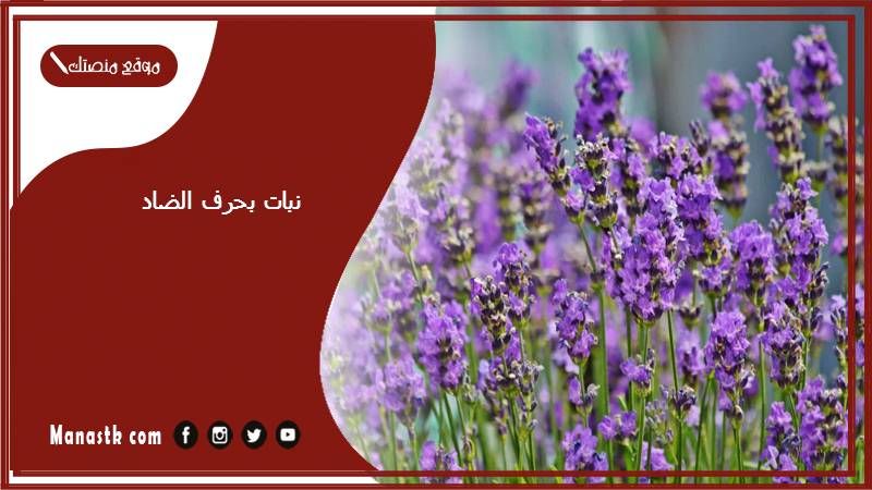 نبات بحرف الضاد 2025 اسم فاكهة بحرف الضاد خضار بحرف ض