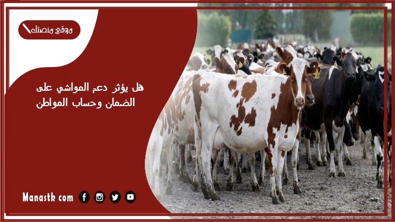 هل يؤثر دعم المواشي على الضمان وحساب المواطن