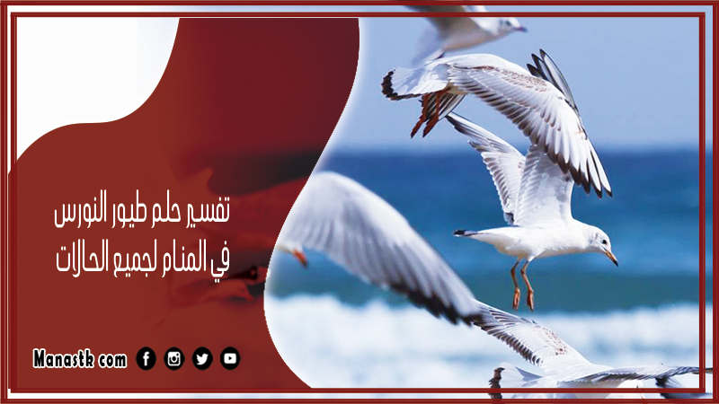 تفسير حلم طيور النورس في المنام