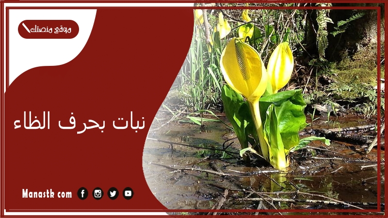 نبات بحرف الظاء 2025 اسم فاكهة بحرف الظاء خضار بحرف ظ