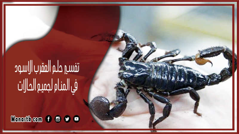 تفسير حلم العقرب الاسود في المنام