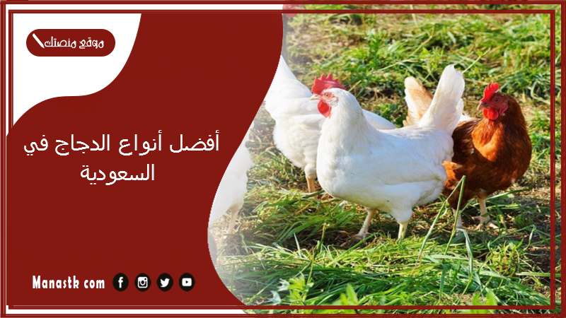أفضل أنواع الدجاج في السعودية