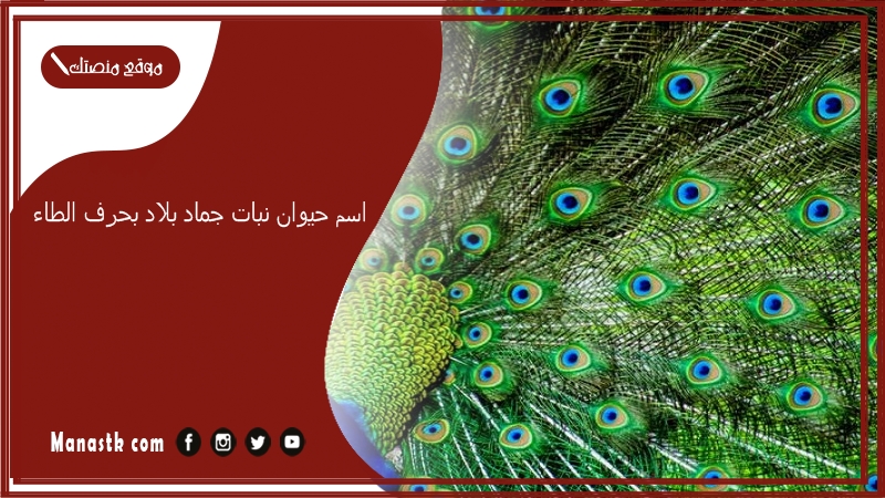 اسم حيوان نبات جماد بلاد بحرف الطاء 2025 حلول لعبة الحروف بحرف الطاء ط
