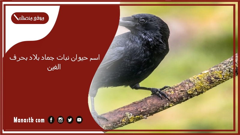 اسم حيوان نبات جماد بلاد بحرف الغين 2025 حلول لعبة الحروف بحرف الغين غ