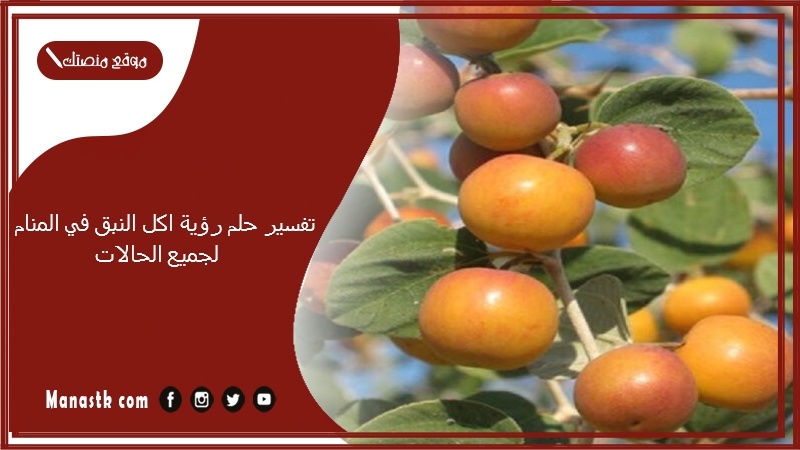 تفسير حلم رؤية اكل النبق في المنام لجميع الحالاتتفسير حلم رؤية اكل النبق في المنام لجميع الحالات