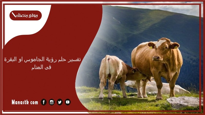 تفسير حلم رؤية الجاموس او البقرة فى المنام لجميع الحالات
