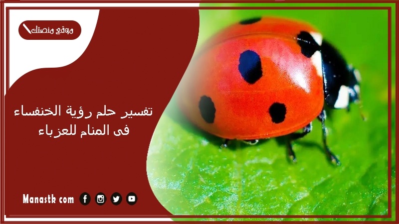تفسير حلم رؤية الخنفساء فى المنام للعزباء