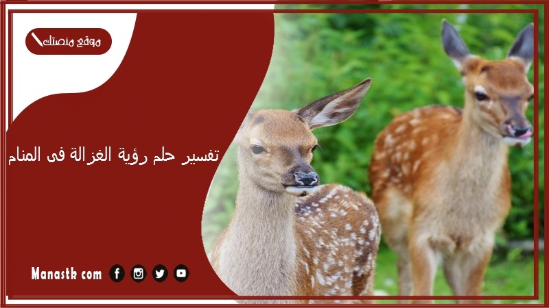 تفسير حلم رؤية الغزالة فى المنام