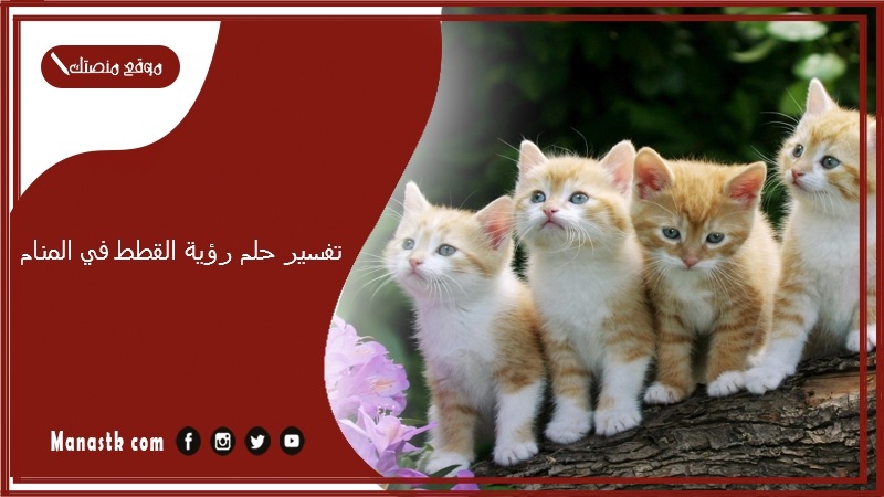 تفسير حلم رؤية القطط في المنام
