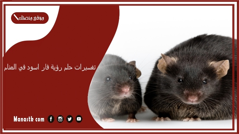 تفسيرات حلم رؤية فار اسود في المنام
