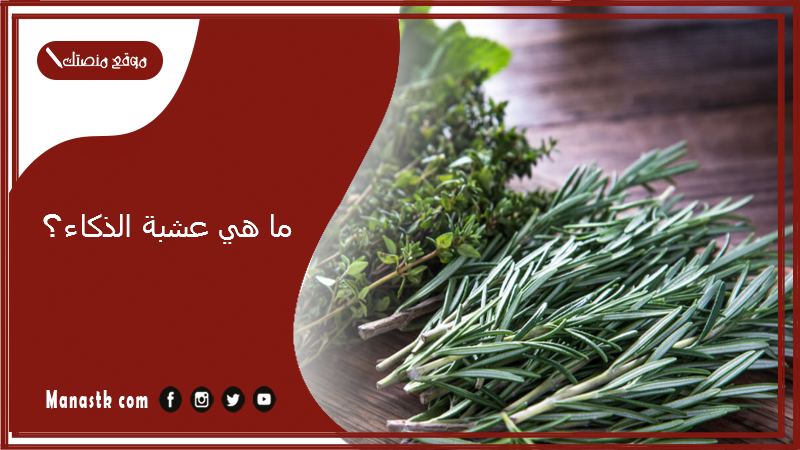 ما هي عشبة الذكاء؟ عشبة الجنكة للذاكرة للأطفال