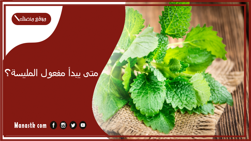 متى يبدأ مفعول المليسة؟ فوائد المليسة للبشرة