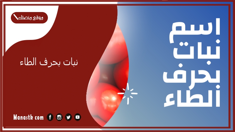 نبات بحرف الطاء 2025 اسم فاكهة بحرف الطاء خضار بحرف ط