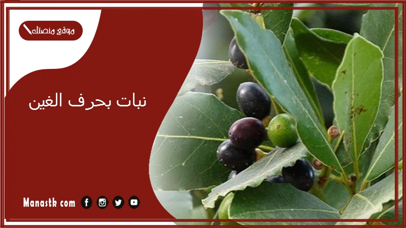 نبات بحرف الغين 2025 اسم فاكهة بحرف الغين خضار بحرف غ