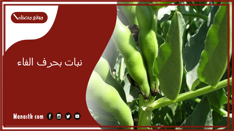 نبات بحرف الفاء 2025 اسم فاكهة بحرف الفاء خضار بحرف ف