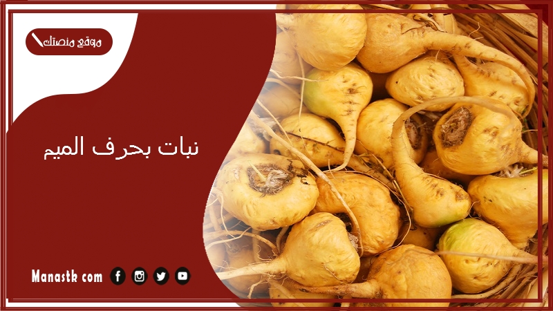 نبات بحرف الميم 2025 اسم فاكهة بحرف الميم خضار بحرف م