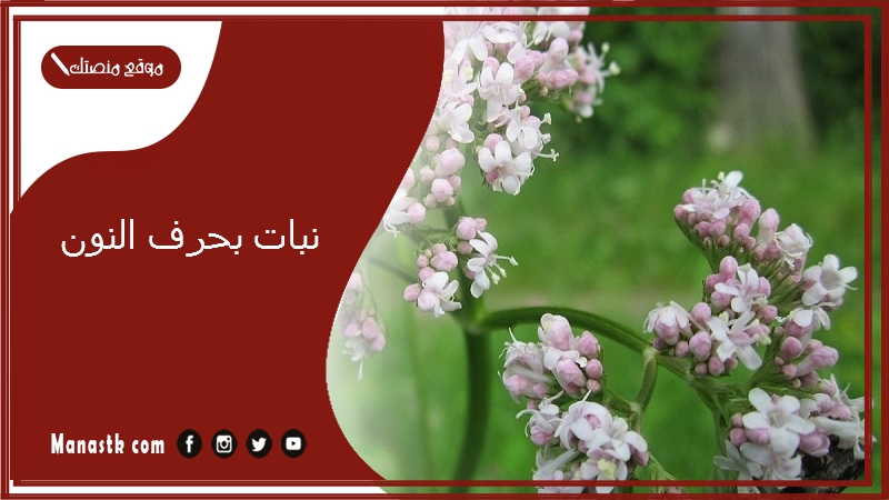 نبات بحرف النون 2025 اسم فاكهة بحرف النون خضار بحرف ن