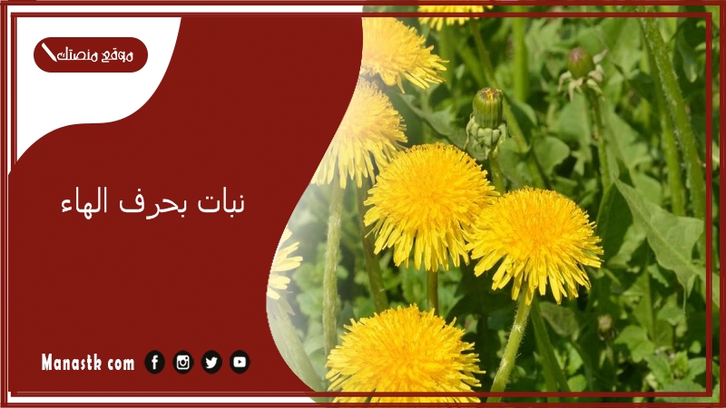 نبات بحرف الهاء 2025 اسم فاكهة بحرف الهاء خضار بحرف ه