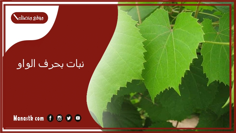 نبات بحرف الواو 2025 اسم فاكهة بحرف الواو خضار بحرف و