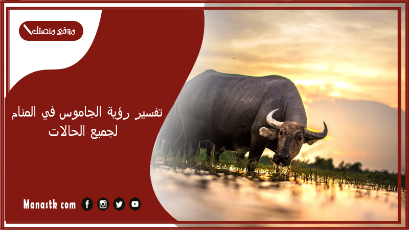 تفسير رؤية الجاموس في المنام لجميع الحالات