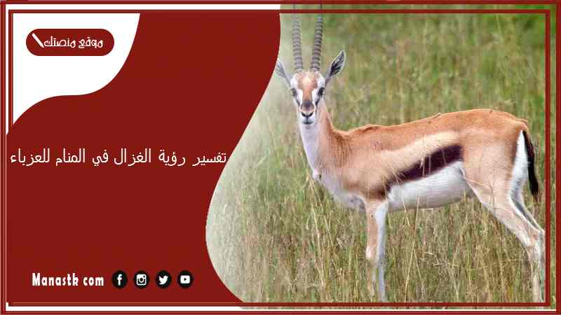 تفسير رؤية الغزال في المنام للعزباء