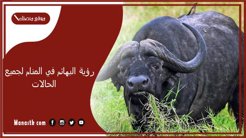 رؤية البهائم في المنام لجميع الحالات