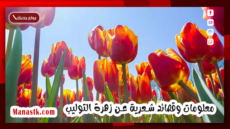 معلومات وقصائد شعرية عن زهرة التوليب