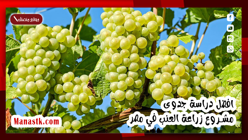 افضل دراسة جدوى مشروع زراعة العنب في مصر