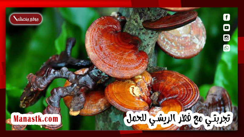 تجربتي مع فطر الريشي للحمل