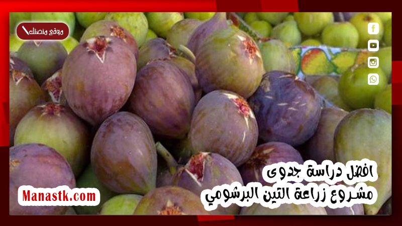 افضل دراسة جدوى مشروع زراعة التين البرشومي