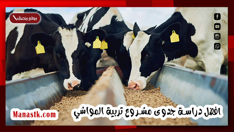 افضل دراسة جدوى مشروع تربية المواشي
