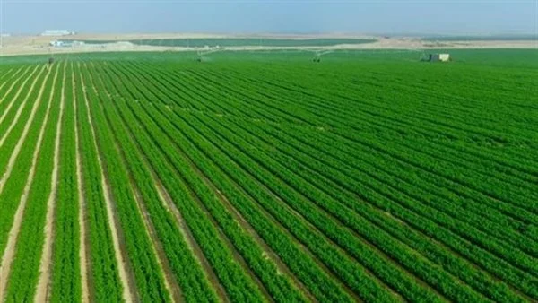 بحث عن الإنتاج الزراعي والسمكي كامل العناصر