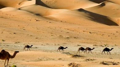 البيئة الصحراوية في مصر